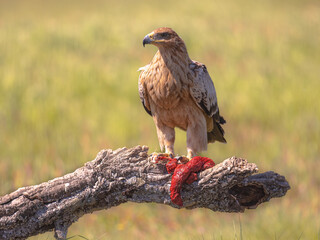 Spanish imperial eagle perched in tree