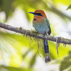 Rufous motmot perched on branch