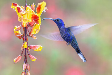 Violet sabrewing drinking nectar from beautiful flower