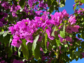 Obraz premium Bougainvillea 