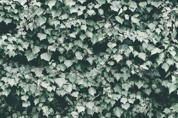 Evergreen climbing ivy (Hedera helix) in winter, Krottenhofgasse, Floridsdorf, Vienna, Austria
