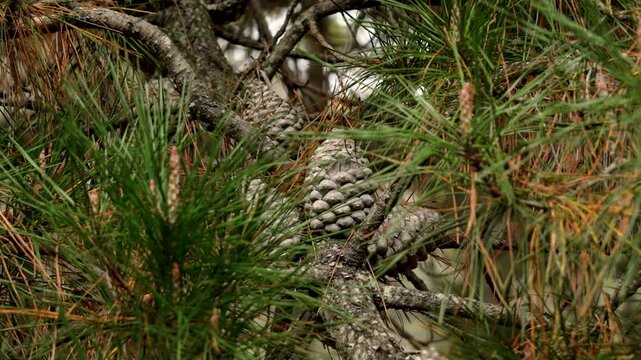 Bundle of pine seed cones on a large sagging branch of an old coniferous tree in the fall season