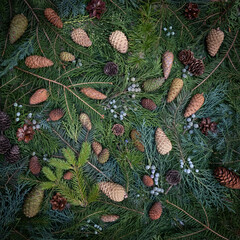 Christmas background with spruce and thuja branches with cones. Green coniferous branches with berries. Winter Holiday Backdrop square