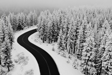 Fototapeta premium An isolated road in a monochrome snowy landscape winds through a dense forest, capturing the essence of a serene winter wonderland devoid of color.