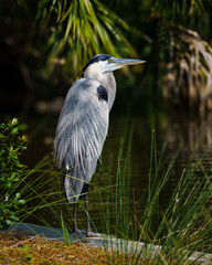 Great Blue Heron