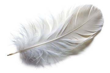  A feather TRANSPARENT  PNG 