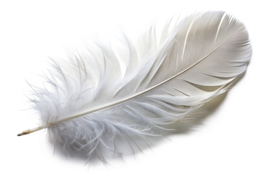  A feather TRANSPARENT  PNG 