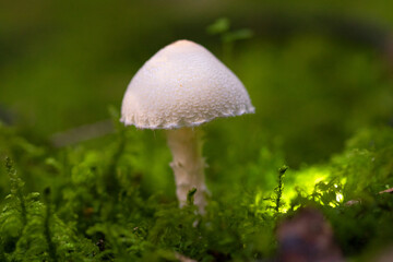 Small white mushroom with lace edge in the green moss