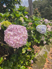  Beautiful hydrangeas in the yard