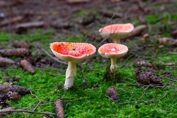 Amanita muscaria fly agaric mushroom in the forest