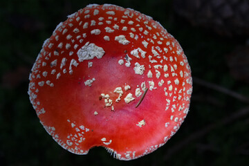 Closeup of Amanita muscaria fly agaric mushroom cap in the forest