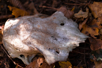 Mammal skull on forest floor