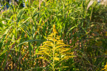 セイタカアワダチソウにたくさんとまるツマグロキンバエ
