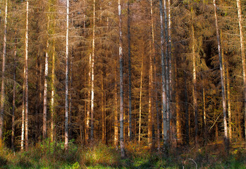 Obraz premium Autumn forest, brown pine trees in a row