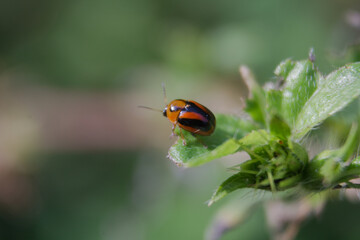 ladybug on a leaf