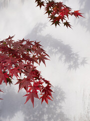 Bright red maple leaves against white plaster wall during fall season in Kyoto, Japan