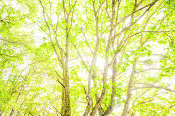 Fototapeta premium 逆光のミズナラの大木