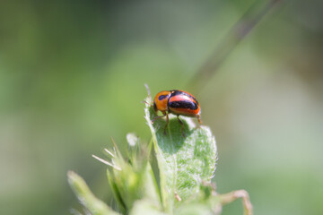 ladybug on a leaf