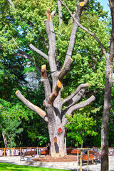 Pruned tree idea concept. Tree pruning mistake, harmful. Plant care. Nature.