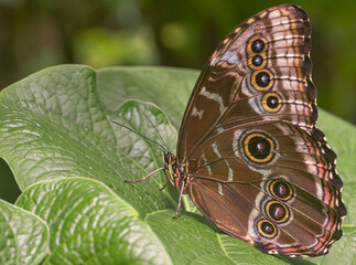 Schmetterling