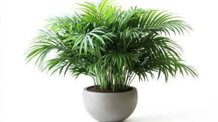 Obraz premium Green Indoor Palm Plant in Grey Pot Home Decor Tropical Foliage Houseplant