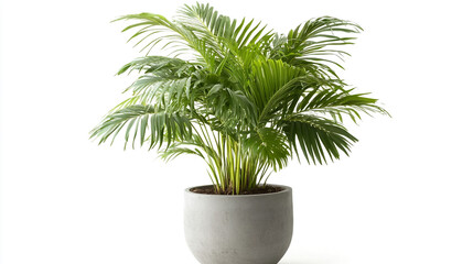 Green Palm Tree in Gray Pot on White Background   Tropical Plant  Houseplant  Indoor  Home