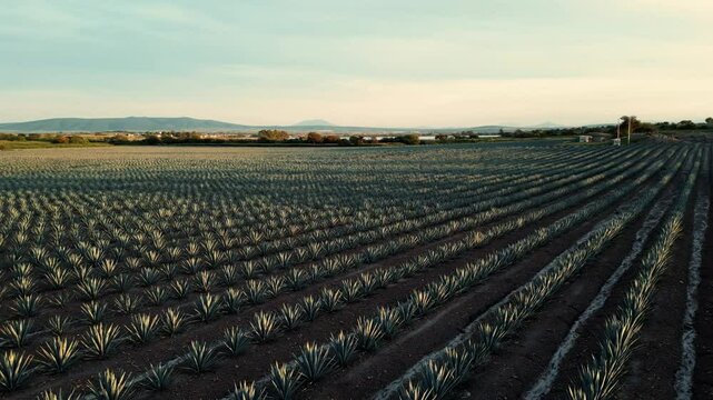 Sembradio de Agave azul tequilana weber bebida tipica de jalisco mexico plantacion y cosecha de agave para la industria y negocio del tequila