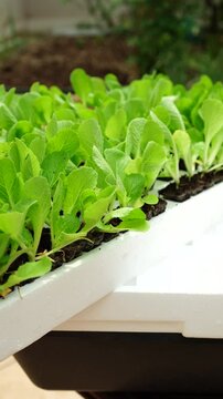 bandeja de mudas e hortali&ccedil;as em isopor eps plantada com alface acelga e m&atilde;o retirando uma muda
