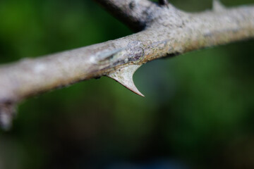 orange tree thorns