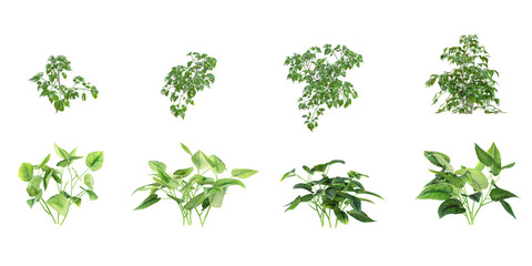 Obraz premium 3d rendering of Peace lily,Radermachera plants on transparent background