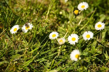 flowers in the grass