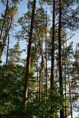 trees in the forest