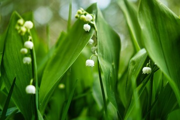 lily of the valley