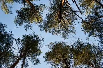 trees and sky