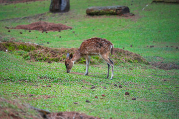 A Young Fawn Whitetail Deer in Lembang pine forest. 
