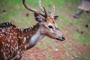 Portrait of majestic red deer stag. Have a hart red deer stag.