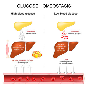 Glucose Homeostasis. Blood glucose regulation. Insulin secretion