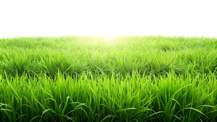 Grassland isolated on transparent background. 