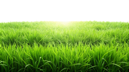 Grassland isolated on transparent background. 