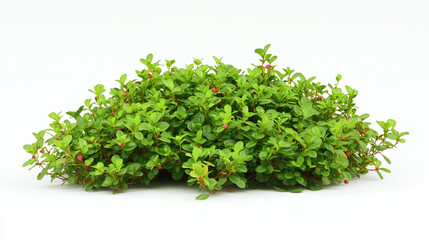 Obraz premium Lush Green Bush with Red Berries Isolated on White Background
