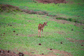 A Young Fawn Whitetail Deer in Lembang pine forest. 