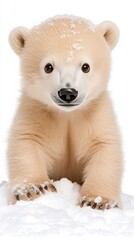 Obraz premium A cute polar bear cub sits atop a snow-covered hill, surrounded by falling snowflakes in a tranquil winter atmosphere