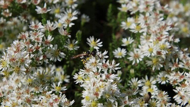 Beewolf or bee-killer wasp Philanthus triangulum on heath aster symphyotrichum ericoides blossoms