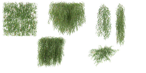 Collection of Lepidogrammitis creeper plant on transparent background