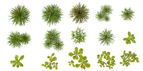 Collection of reptans,pumilus,variegata plants isolated on transparent Canvas from the top view