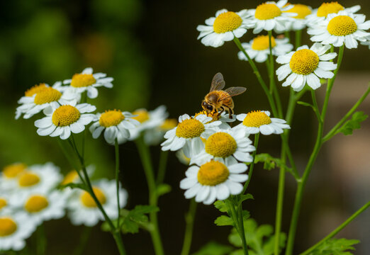 Honey bee apis melifera on feverfew tanacetum parthenium blossoms