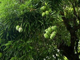 Mangos fruit hanging on tropical tree of mangifera indica. tropical orchard with ripening tropical fruits on tree