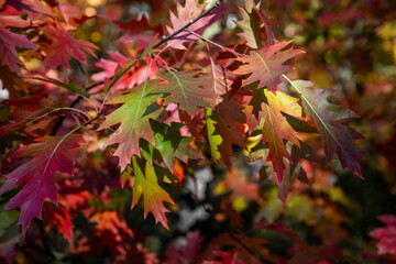 Brown and red autumn leaves in the forest