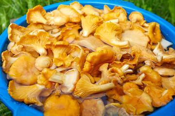  Yellow chanterelles mushrooms in the bucket