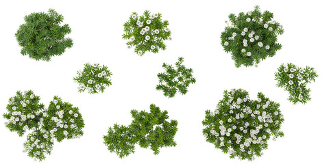 Green beautiful sempervirens plants isolated on Canvas from top view